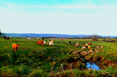 Cow pasture, Kings County, Nova Scotia.: Photograph by Angela Hughes for the Clean Annapolis River Project